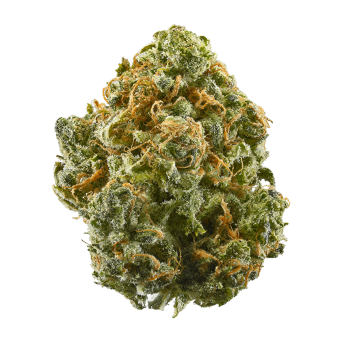prom Queen strain prom Queen strain
