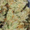frost-donkey3 Frost Donkey Marijuana