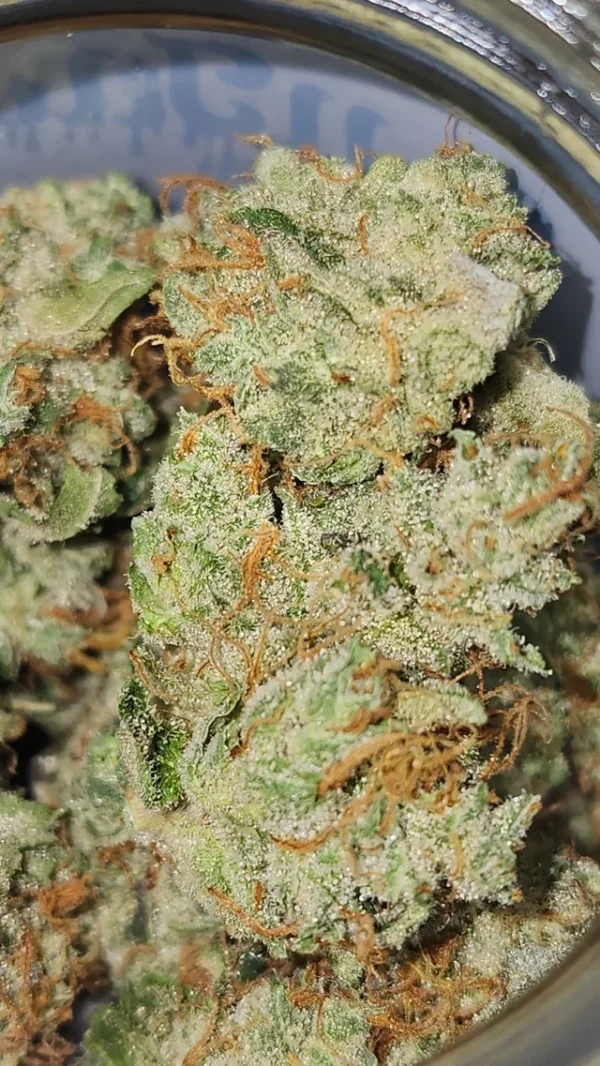 frost-donkey3 Frost Donkey Marijuana