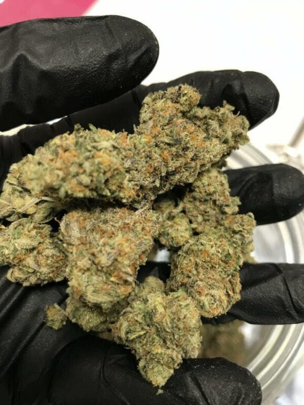 Gelato Glaze Marijuana Gelato Glaze Marijuana