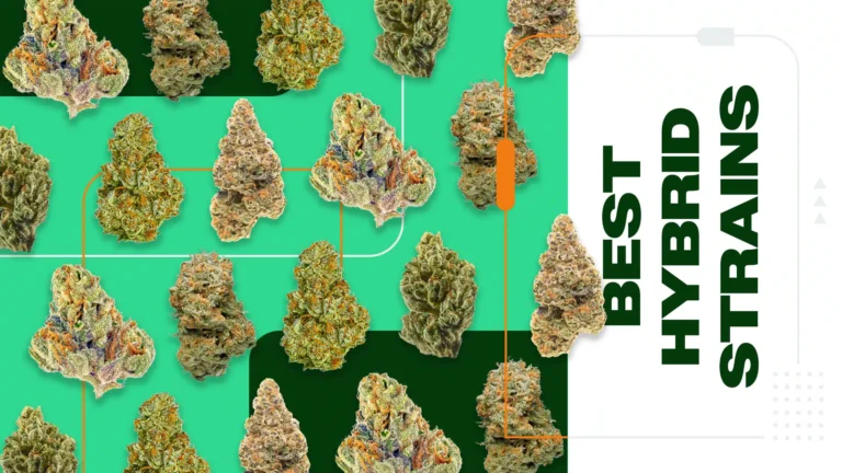 10 Best Push Hybrid Cannabis Strains