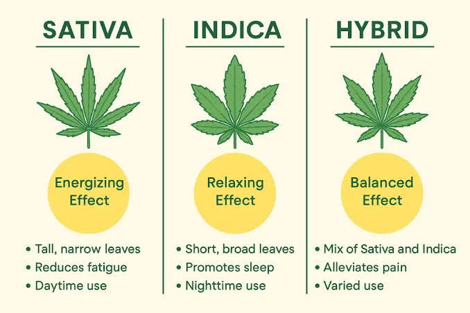 Why Does Cannabis Affect US Different?